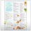 Teen Healthy Eating from Head to Toe Handouts